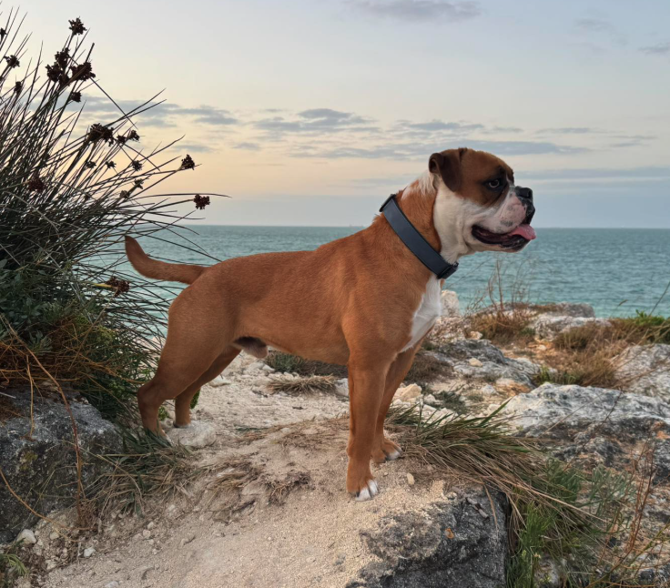 U sammy Des Pipettechorizo